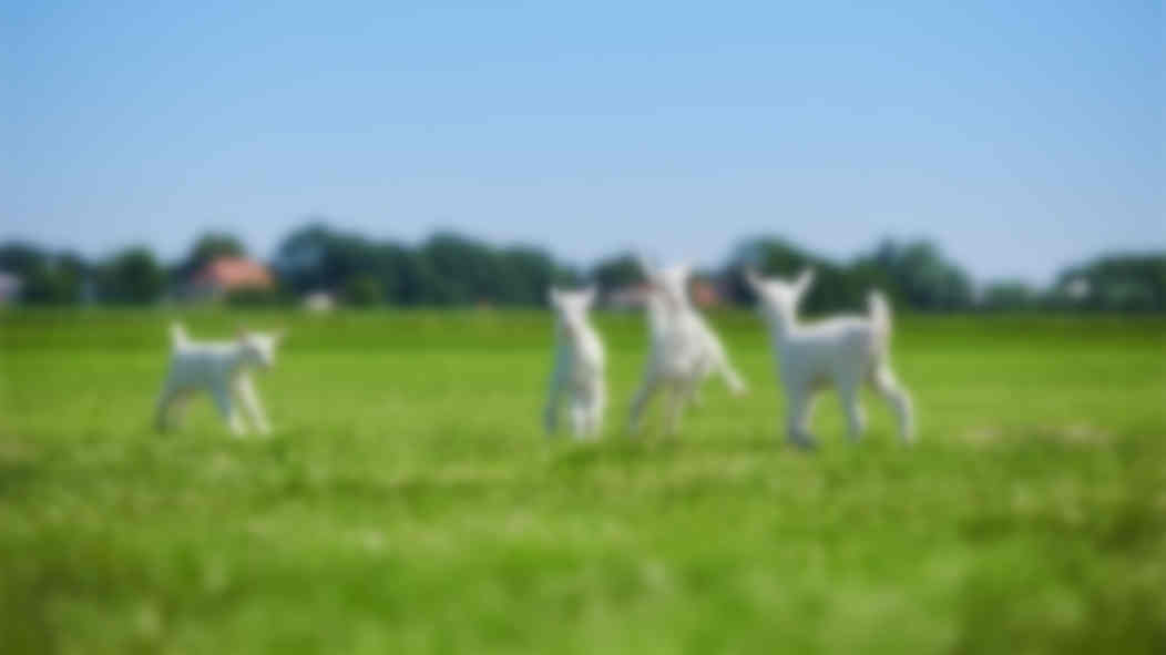 ȫ����������̷ۣ��������