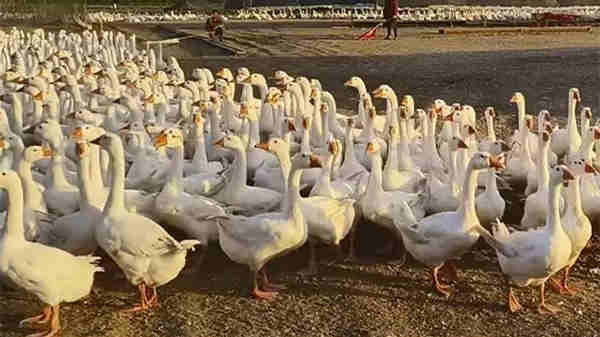 �����ҵ��������壬��н4000